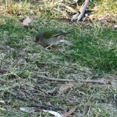 Neochmia temporalis (Red-browed Finch) at Conjola, NSW - 29 Aug 2018 by Margieras