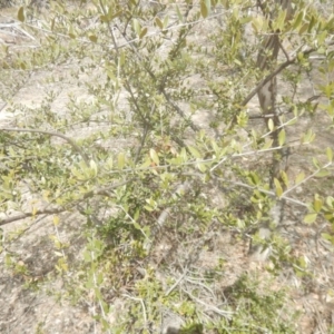 Olea europaea subsp. cuspidata at Symonston, ACT - 28 Sep 2018