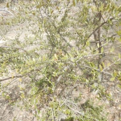 Olea europaea subsp. cuspidata (African Olive) at Symonston, ACT - 28 Sep 2018 by MichaelMulvaney