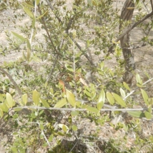 Olea europaea subsp. cuspidata at Symonston, ACT - 28 Sep 2018