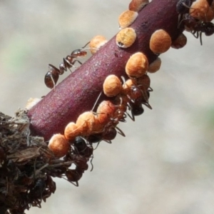 Papyrius nitidus at Symonston, ACT - suppressed