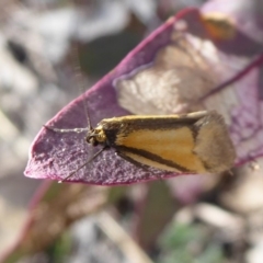 Philobota undescribed species near arabella (A concealer moth) at Jerrabomberra, ACT - 28 Sep 2018 by Christine
