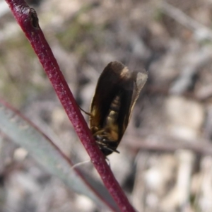 Philobota undescribed species near arabella at Jerrabomberra, ACT - 28 Sep 2018