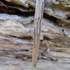 Lepidoscia arctiella (Tower Case Moth) at Callum Brae - 28 Sep 2018 by Christine