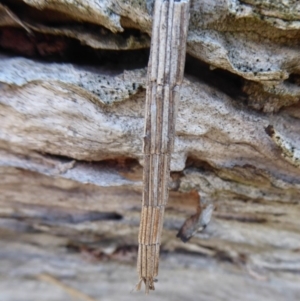 Lepidoscia arctiella at Symonston, ACT - 28 Sep 2018 10:54 AM