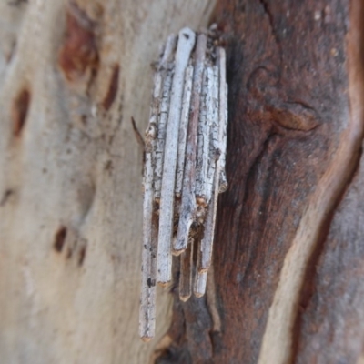 Clania lewinii & similar Casemoths (Parallel stick Case Moths) at Symonston, ACT - 28 Sep 2018 by Christine