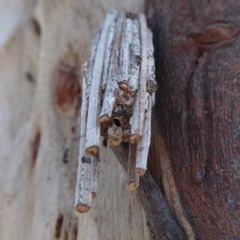 Clania lewinii & similar Casemoths at Symonston, ACT - 28 Sep 2018 11:00 AM