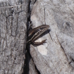 Morethia boulengeri (Boulenger's Skink) at Callum Brae - 28 Sep 2018 by Christine