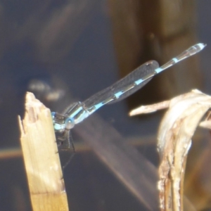 Austrolestes leda at Fyshwick, ACT - 28 Sep 2018