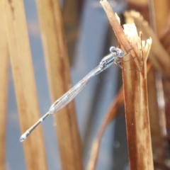 Austrolestes leda at Fyshwick, ACT - 28 Sep 2018