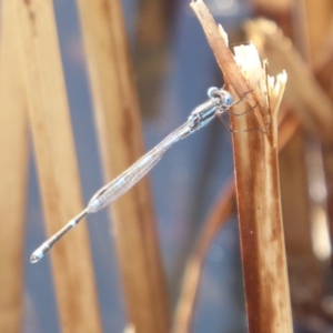 Austrolestes leda at Fyshwick, ACT - 28 Sep 2018 02:30 PM