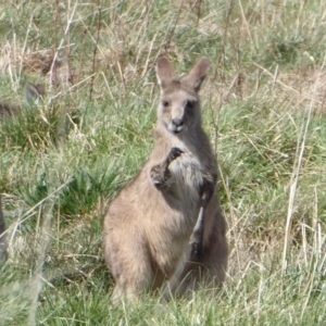 Macropus giganteus at Fyshwick, ACT - 28 Sep 2018 02:32 PM