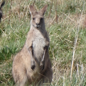 Macropus giganteus at Fyshwick, ACT - 28 Sep 2018 02:32 PM