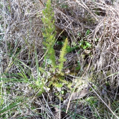 Erica lusitanica (Spanish Heath ) at Dunlop, ACT - 19 Sep 2018 by pinnaCLE