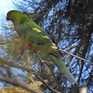 Alisterus scapularis at Parkes, ACT - 28 Sep 2018 11:03 AM