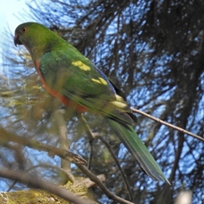 Alisterus scapularis (Australian King-Parrot) at Parkes, ACT - 28 Sep 2018 by RodDeb
