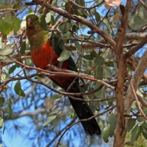 Alisterus scapularis at Parkes, ACT - 28 Sep 2018 11:03 AM