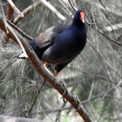 Gallinula tenebrosa (Dusky Moorhen) at National Zoo and Aquarium - 28 Sep 2018 by RodDeb