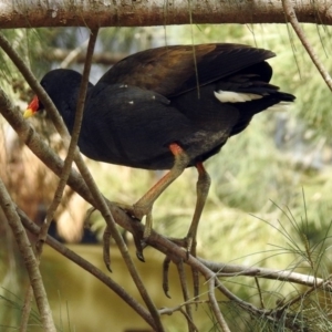 Gallinula tenebrosa at Molonglo Valley, ACT - 28 Sep 2018