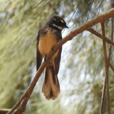 Rhipidura albiscapa (Grey Fantail) at National Zoo and Aquarium - 28 Sep 2018 by RodDeb