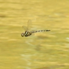 Hemicordulia tau (Tau Emerald) at Molonglo Valley, ACT - 28 Sep 2018 by RodDeb