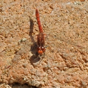 Diplacodes bipunctata at Molonglo Valley, ACT - 28 Sep 2018 12:41 PM