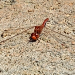 Diplacodes bipunctata at Molonglo Valley, ACT - 28 Sep 2018 12:41 PM