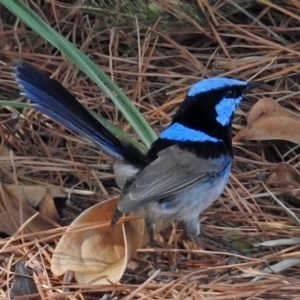 Malurus cyaneus at Molonglo Valley, ACT - 28 Sep 2018