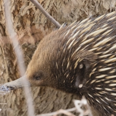 Tachyglossus aculeatus (Short-beaked Echidna) at Illilanga & Baroona - 22 Sep 2018 by Illilanga