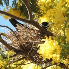 Gymnorhina tibicen (Australian Magpie) at Pollinator-friendly garden Conder - 21 Sep 2018 by michaelb