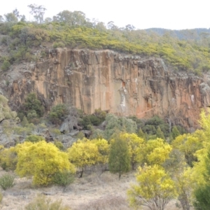 Acacia rubida at Bullen Range - 22 Sep 2018
