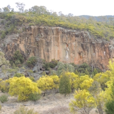 Acacia rubida (Red-stemmed Wattle, Red-leaved Wattle) at Bullen Range - 22 Sep 2018 by michaelb