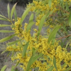 Acacia rubida at Bullen Range - 22 Sep 2018 06:03 PM