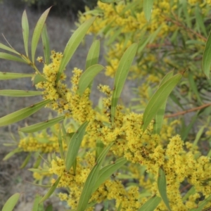 Acacia rubida at Bullen Range - 22 Sep 2018 06:03 PM