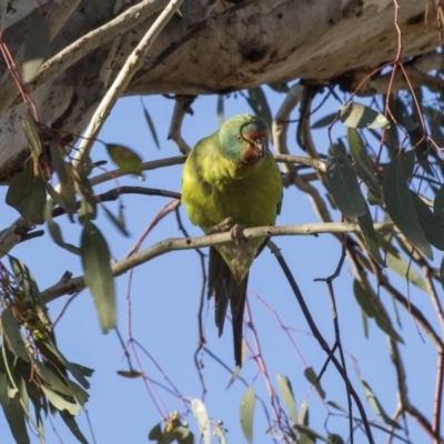 Lathamus discolor (Swift Parrot) at Watson, ACT - 27 Sep 2018 by Alison Milton