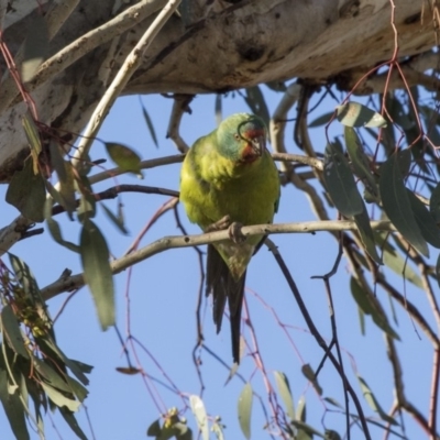 Lathamus discolor (Swift Parrot) at Watson, ACT - 27 Sep 2018 by AlisonMilton