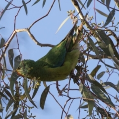 Lathamus discolor at Watson, ACT - 27 Sep 2018