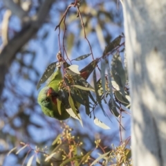 Lathamus discolor at Watson, ACT - suppressed