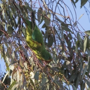 Lathamus discolor at Watson, ACT - suppressed