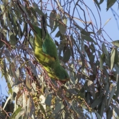 Lathamus discolor at Watson, ACT - 27 Sep 2018