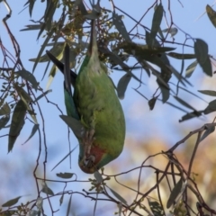 Lathamus discolor at Watson, ACT - suppressed