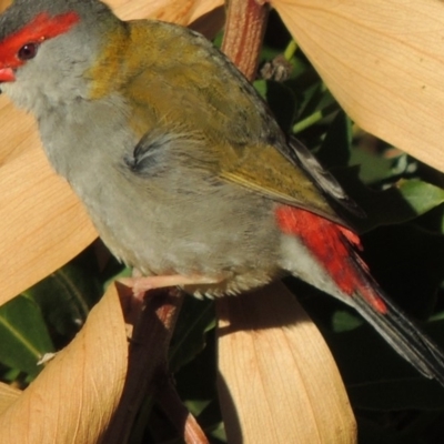 Neochmia temporalis (Red-browed Finch) at Undefined - 4 Jun 2014 by MichaelBedingfield