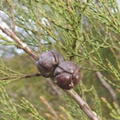 Callitris endlicheri (Black Cypress Pine) at Bullen Range - 22 Sep 2018 by MichaelBedingfield