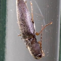 Monocrepidius (genus) (Click beetle) at Ainslie, ACT - 28 Sep 2018 by jb2602