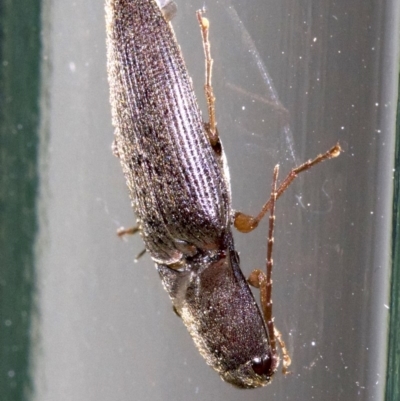 Monocrepidius (genus) (Click beetle) at Ainslie, ACT - 28 Sep 2018 by jb2602