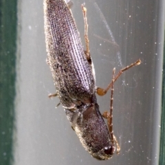 Conoderus sp. (genus) (Click beetle) at Ainslie, ACT - 28 Sep 2018 by jbromilow50