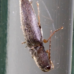 Monocrepidus sp. (genus) at Ainslie, ACT - 28 Sep 2018