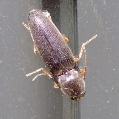 Monocrepidus (genus) at Ainslie, ACT - 28 Sep 2018 10:13 PM