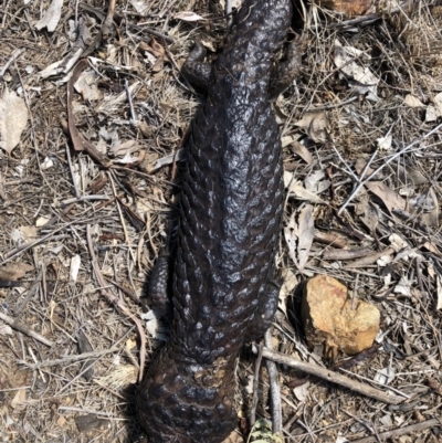 Tiliqua rugosa (Shingleback Lizard) at Mount Majura - 29 Sep 2018 by AaronClausen