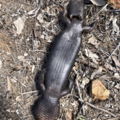 Tiliqua rugosa at Majura, ACT - 29 Sep 2018